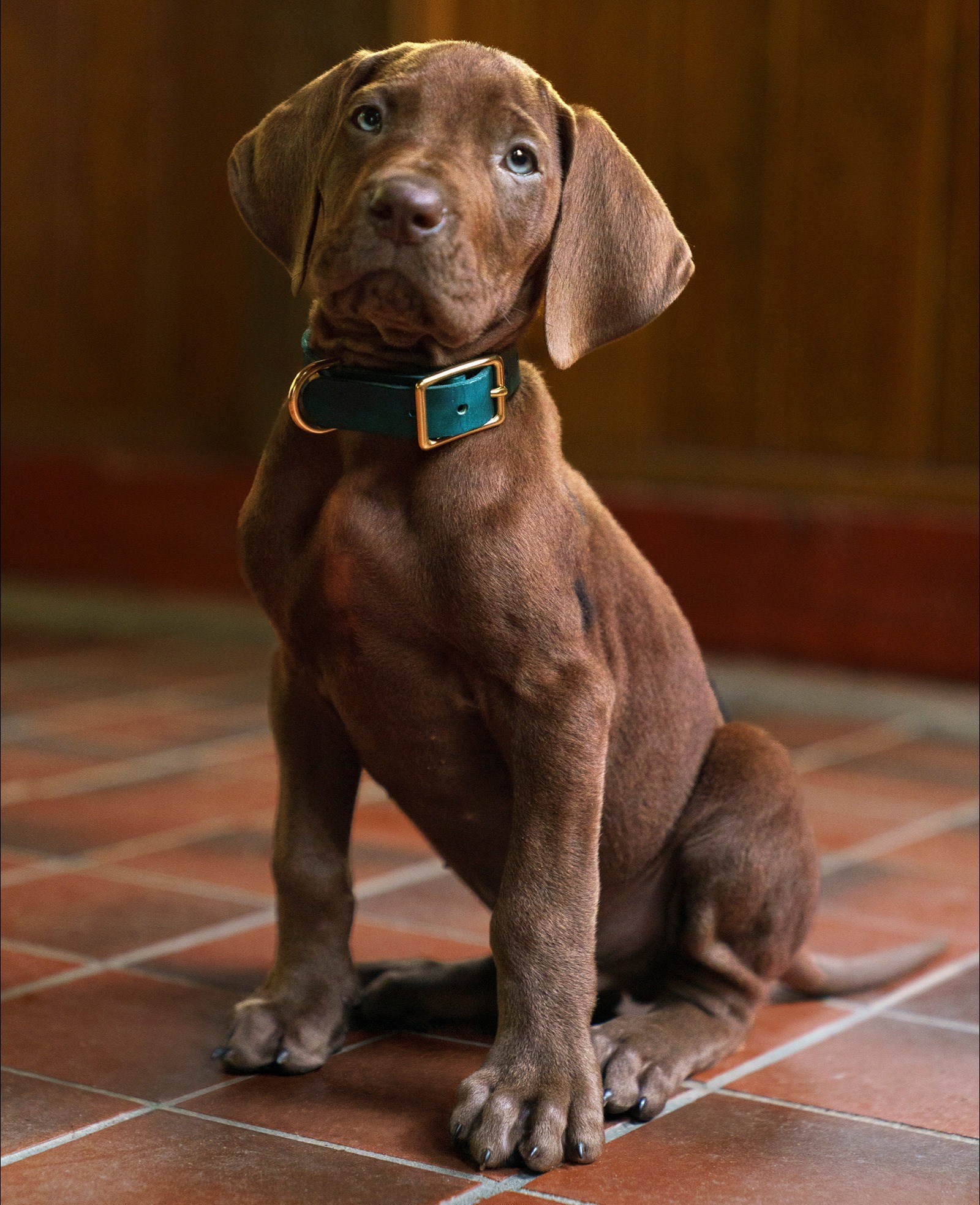 Netflix's live-action Scooby-Doo photo