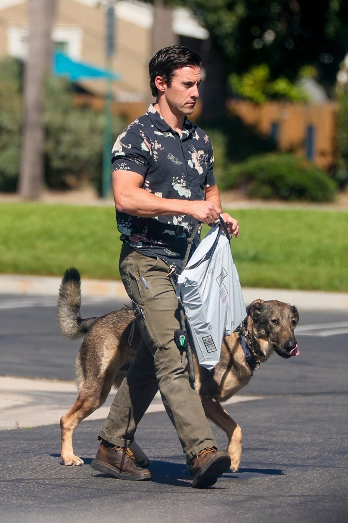 Milo Ventimiglia taking his dog for a walk.