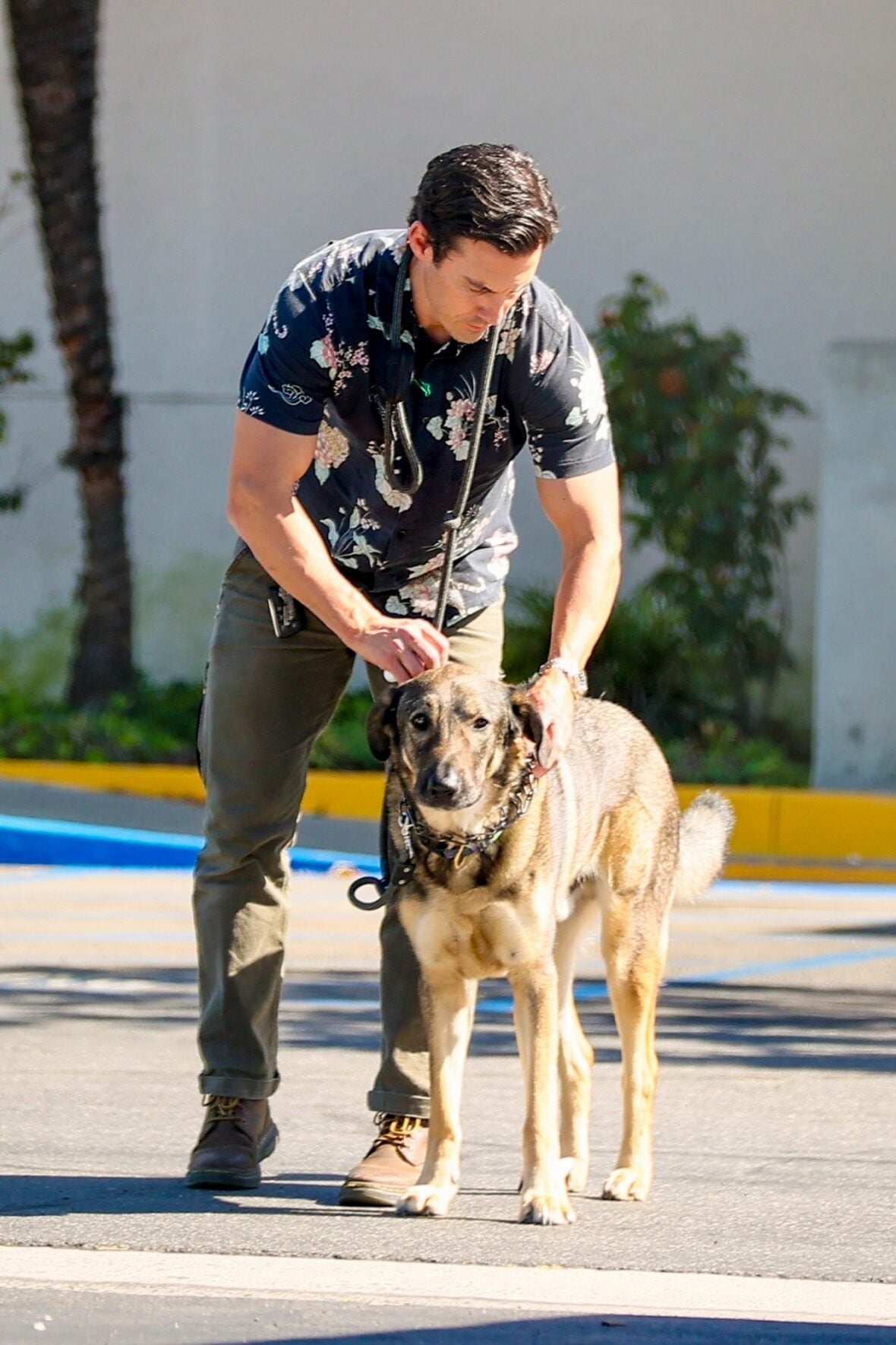 Milo Ventimiglia stops to pet his dog.
